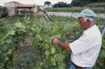Wine grower attending his vines.