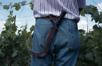 Cropped view of man working in vineyard.