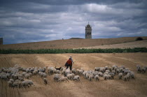 Shepherds with flock on stubble field with church bell tower in distance behind.