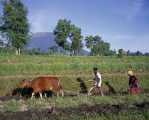 Ploughing rice terraces using cow near Mount Agung