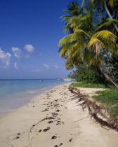 Sandy beach lined with palm trees and a straw hut wooden jetty seen on water