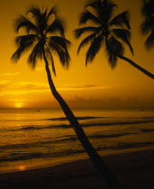 View of beach and palm trees at sunset