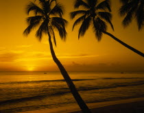 View of beach and palm trees at sunset