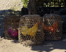 Three coloured fighting cocks in individual baskets