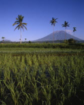 Mount Agung with paddy fields in foreground and four tall palms
