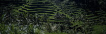 Rice paddy fields in terraces with palm trees