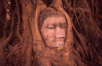 Wat Phra Mahathat stone Buddha head in roots of bodhi tree Amidst the overgrown ruins of the 14th century Buddhist Wat  the stone head of a Buddha lies nestled in the entwining roots of a sacred bodhi...