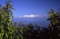 View of Mount Kanchenjunga home of fine Indian tea  the old British hill station of Darjeeling commands spectacular views of the worlds third highest mountain Himalayas
