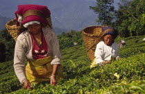 Tea picking from its eighty or so tea estates  Darjeeling produces about twenty five percent of Indias total tea crop. Harvesting runs for most of the year  from April to November  a process done enti...