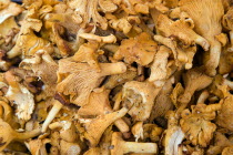 Finferli or Chanterelle mushroom for sale in the Rialto Market