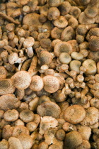 Finferli or Chanterelle mushrooms for sale in the vegetable market in the San Polo and Santa Croce district beside the Rialto Bridge on the Grand Canal