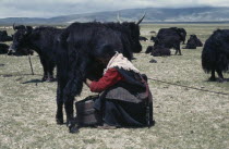 Tibetan nomad woman milking a yak on the high grasslands.