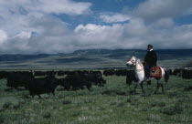 Nomadic herder on horseback with yak herd on the high grasslands.