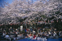 Hanami Cherry Blossom viewing parties in Ueno Park