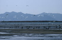 One of the largest wintering grounds for migratory birds in Asia.