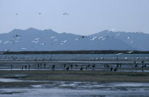 One of the largest wintering grounds for migratory birds in Asia.