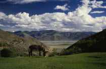 Tethered grazing donkey in mountain landscape.