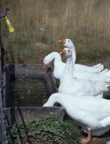 Geese Drinking From Trough