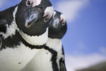 A pair of Jackass penguins just south of Simons Town.South AfricatraveltourismnatureJackass PenguinpaircuriousitywildlifeBoulders BeachAfrican Beaches Resort Sand Sandy Seaside Shore