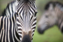 Zebras in the Pilanesburg National Park.Travelsafari. wildlifeSouth AfricastripescamouflagepairzebraPilanesburgGauteng African