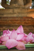 Close-up of offerings left at the Samadhi Buddha Statue  regarded as one of the finest Buddha statues in Sri Lanka.travelSri LankaAsiaBuddhaBuddhismprayerworshipfaith Asian Llankai Sri Lankan