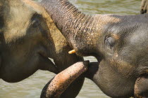 Elephants in the Pinnewala Elephant Orphanage.AsiatravelelephantsfriendshipSri Lank Asian Llankai Sri Lankan