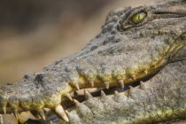 Close-up of a crocodile in the Kachikaly Crocodile Pool  a sacred site for local people.AfricaThe GambiacrocodilewildlifeteeththreateningdangerAfrican Gambian Western Africa