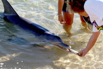 Tame wild dolfins come in to be fed at monkey Mia Sanctuary  Shark Bay.Wild  Feeding  Dolphins  WA. Antipodean Aussie Australian Oceania Oz