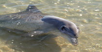 Tame wild dolfins come in to be fed at monkey Mia Sanctuary  Shark Bay.Wild  Feeding  Dolphins  WA. Antipodean Aussie Australian Oceania Oz