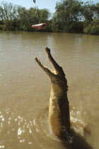 Saltwater Croc - Crocodilus Crocodilus leaping out of Mart River.Mary River  Crocodiles  Tourism Antipodean Aussie Australian Oceania Oz