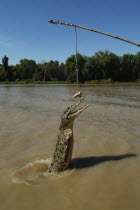 Saltwater Croc - Crocodilus Crocodilus leaping out of Mart River.Mary River  Crocodiles  Tourism Antipodean Aussie Australian Oceania Oz