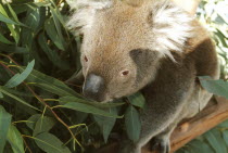Koala Bear in Whiteman petting zoo.Food  Animal  Captive Antipodean Aussie Australian Oceania Oz