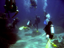 Divers converge on the instructor during dive on Agincourt Reef  outer GBR.Great Barrier Reef  Diving  Underwater Antipodean Aussie Australian Oceania Oz