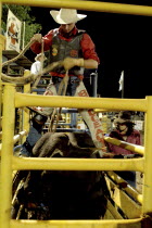 Darwin Rodeo - the rider is being tied to the bull.Sport  Animal  Festival Antipodean Aussie Australian Oceania Oz