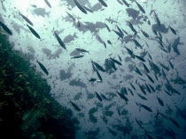 Baitfish on 9 Mile Reef while looking for Nurse SharksMarine  Water Antipodean Aussie Australian Oceania Oz