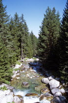River running through Pine Forest in Pirin Mountain range .TravelTourismHolidayVacationAdventureExploreRecreationLeisureSightseeingTouristAttractionTourBanskoBulgariaBulgarianWaterStr...