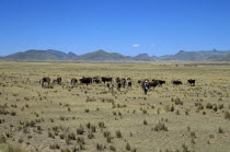 Cattle grazing on plain in Andes mountain range  Puno to Cusco Perurail train journeyCuzco TravelTourismHolidayVacationExploreRecreationLeisureSightseeingTouristTourDestinationPeruPeruvia...
