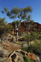 Hearsons Gully Aboriginal ArtAboriginal Art Antipodean Aussie Australian Oceania Oz