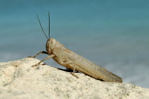 Giant Grasshopper 15cmIndian Ocean  wildlife Antipodean Aussie Australian Oceania Oz