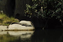 Freshy - Crocodilus Johnsoni -  Geikei Gorge - Freshwater Crocodile Antipodean Aussie Australian Oceania Oz