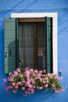 Pink geraniums in a window box below a shuttered window on a colourful blue building on the lagoon island of Burano