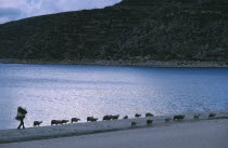 Isla del Sol.  Bringing sheep and forage back to village along lake shore in evening light.