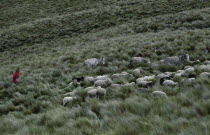 Young girl taking her livestock up to paramo to pasture.