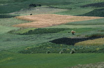 Distant view of woman walking through patchwork of fields bringing hay back to her village.