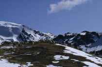 Alpaca herd going out to graze on mountain pasture after snowfall.