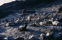 Pelechuco Pass.  Llamas in pasture camp at dawn in light snowfall.Charazani American Bolivian South America Hispanic Latin America Latino Charazani American Bolivian South America Hispanic Latin Ame...