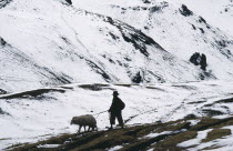 Young boy taking sheep to Pitumarca to sell in snow covered landscape.American Peruvian South America Hispanic Latin America Latino American Peruvian South America Hispanic Latin America Latino