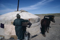 Herder mounting horse outside Yurt in the southern Gobi. Ger Asia Asian Equestrian Mongol Uls Mongolian