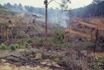 Severe deforestation and destruction of tropical hardwood forest.Asian Ecology Entorno Environmental Environnement Green Issues Malaysian Southeast Asia Scenic