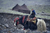 Young Tibetan nomad child riding yak.Asian Kids  Asian Kids